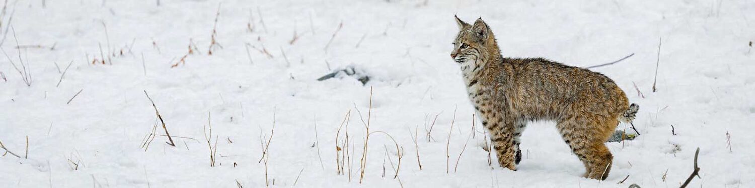 Header image of a bobcat in the snow